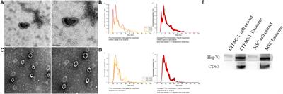 Human Mesenchymal Stem Cell-Derived Exosomal microRNA-143 Promotes Apoptosis and Suppresses Cell Growth in Pancreatic Cancer via Target Gene Regulation